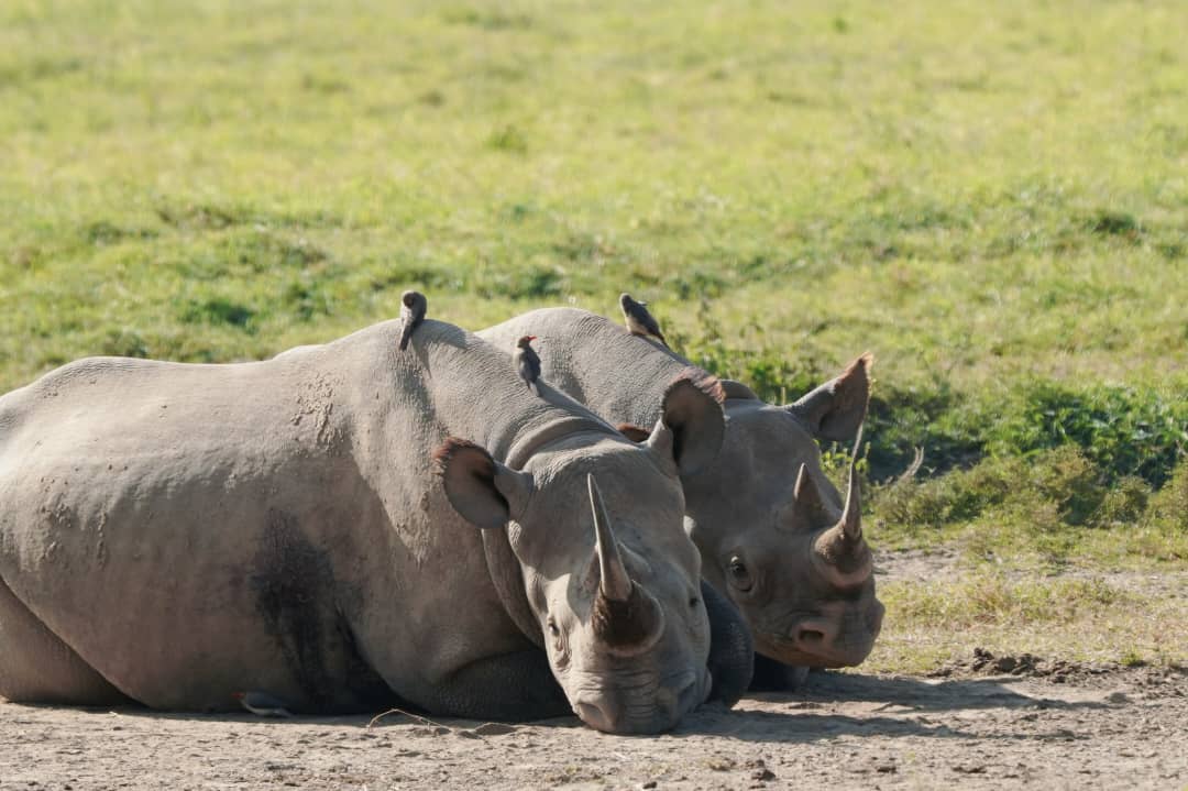Ol Pejeta, Laikipia